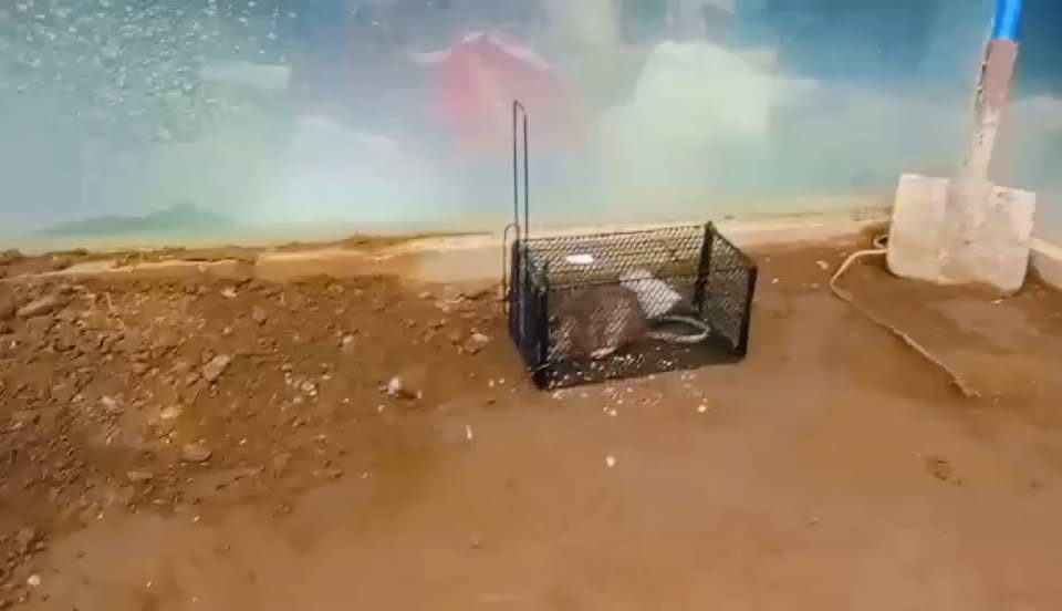 A rat caught in a cage trap set along a wall on a customer's site